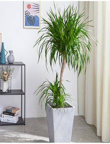 宁波慈溪盆景租赁价格揭秘，你知道多少？